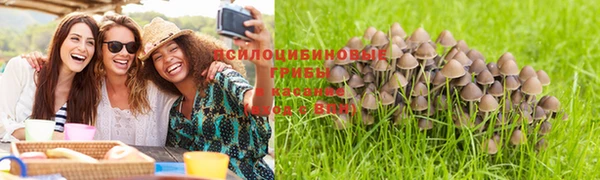 apvp Алзамай